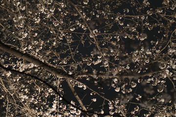 夜の庭の桜