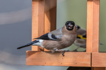 Dompfaff weibchen