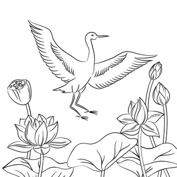 vector contour heron bird in lotus flowers picture hand drawn illustration for children's coloring book