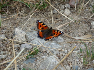 Fototapeta na wymiar Papillon orange