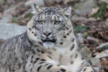Fototapeta na wymiar Snow Leopard on the watch