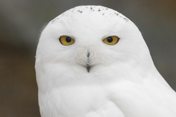 Snowy Owl Portrait
