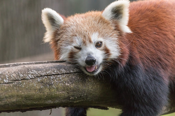 Red Panda Portrait