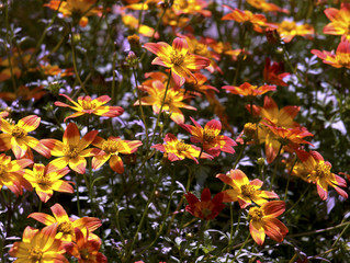 Zinnia angustifolia im Sonnenlicht