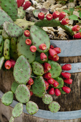 cactus with flowers