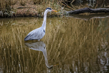 Ardea cinerea wildlife