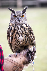 portrait of european owl on glove