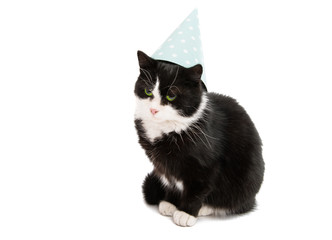 black and white cat isolated