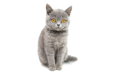gray beautiful kitten isolated