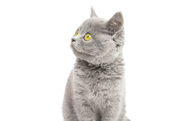 Fototapeta premium gray beautiful kitten isolated
