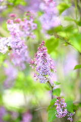 Spring purple lilacs