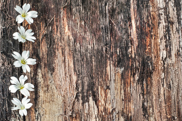 White florets on the background of the old dilapidated board