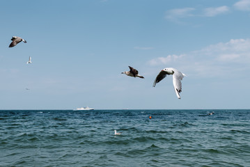 Fototapeta na wymiar Flight of seagulls over the sea