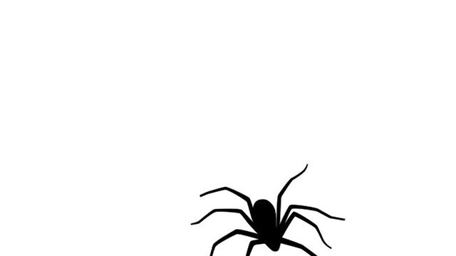 Spider, animation on the white background