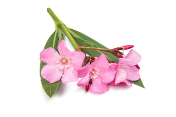oleander flowers isolated