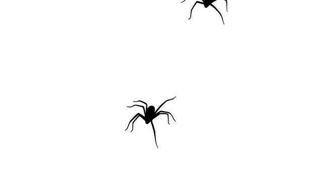 Spiders, animation on the white background