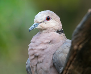 Portrait of a Red-Eyed Dove