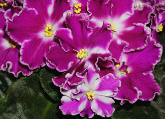 Colorful violets flowers isolated with green leaves.