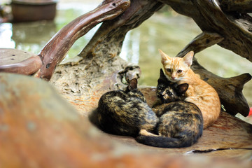Three little cats sleeps and sit in wooden seat.
