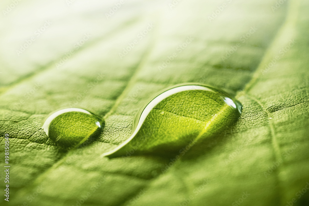 Poster large beautiful drops of transparent rain water on a green leaf macro. drops of dew in the morning g