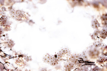 Fototapeta premium 桜咲く