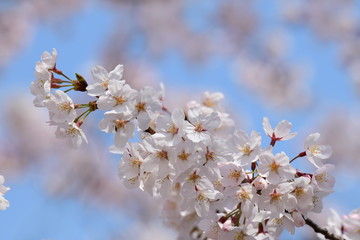 「さくらの日」の桜、桜始開