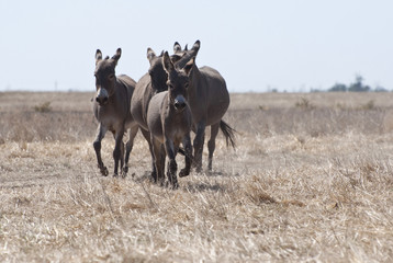 donkeys run to the steppe