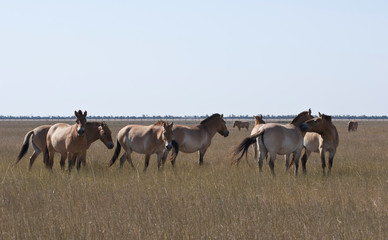 Przewalski's wild horses