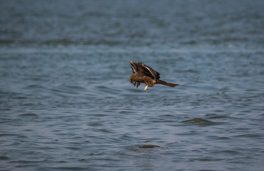 Black Kite (Milvus migrans)