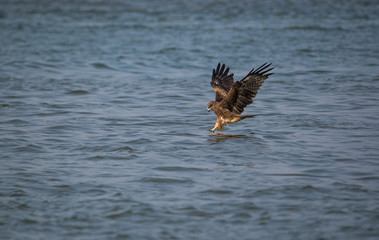 Black Kite (Milvus migrans)