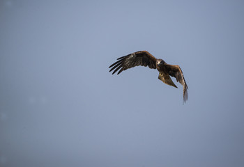 Black Kite (Milvus migrans)