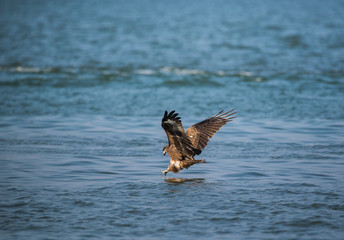 Black Kite (Milvus migrans)