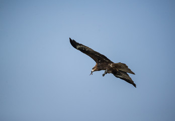 Black Kite (Milvus migrans)