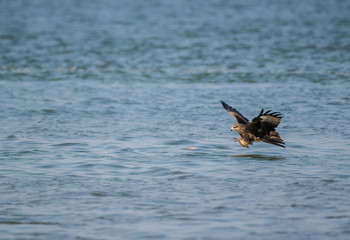 Black Kite (Milvus migrans)