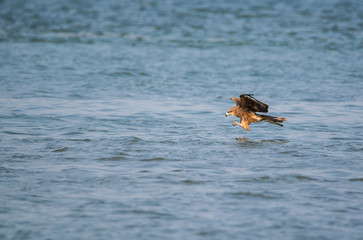 Black Kite (Milvus migrans)