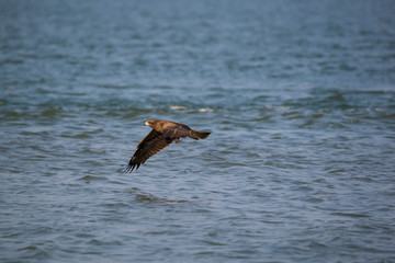Black Kite (Milvus migrans)