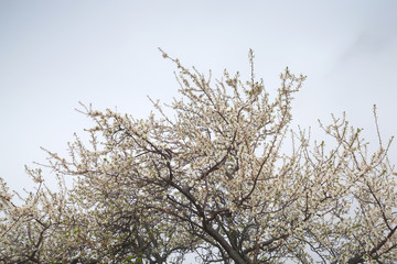 Cherry blossom, tree branches with flowers