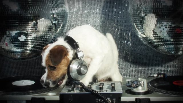 dog disco