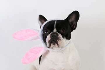 french bulldog portrait in the studio with funny bunny ears