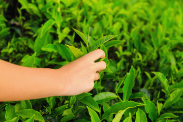 picking tea, female hand plucks the green petals of tea