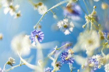 Beautiful flower background. Amazing view of flowers blooming in the garden at the middle of sunny spring day with blue sky landscape
