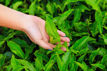 picking tea, female hand plucks the green petals of tea