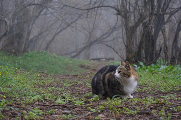 cat in the woods