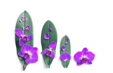 beautiful orchids on white background