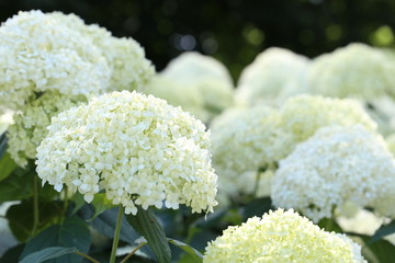 hydrangea flowers in a garden over blurred background.