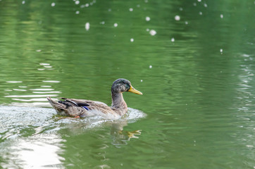 Wild duck swims in the lake