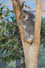 Koala sitting in fork of tree eating gum leaves