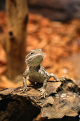 Lizard sunning on a log