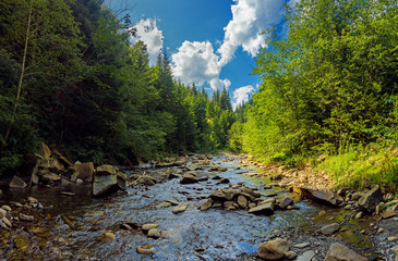Landscape with mountain river in summer Carpathians. Forest stream in sunny day