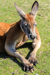 Close up of Red kangaroo laying in grass